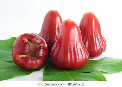 makopa clipart|Makopa Images – Browse 2,445 Stock Photos, Vectors, and Video.
